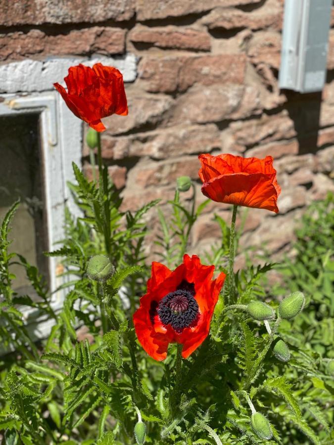 Rosenfors Herrgard B&B Borgholm Exterior foto